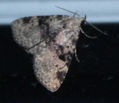 Metalectra quadrisignata