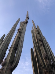 Lophocereus marginatus