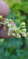 Rumex californicus