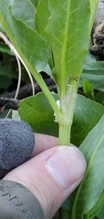 Rumex californicus
