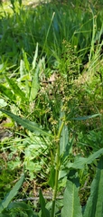 Rumex californicus