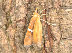 Chrysolarentia leucozona