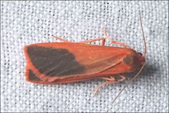 Scoliacma bicolora