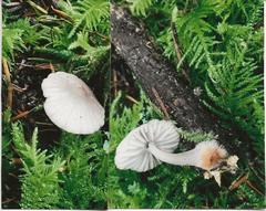 Mycena rubromarginata