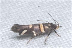 Macrobathra alternatella