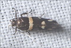 Macrobathra alternatella