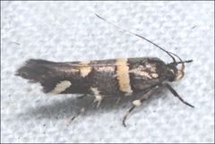 Macrobathra alternatella