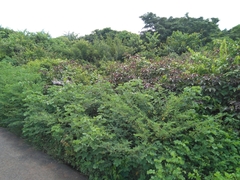 Jatropha gossypiifolia image