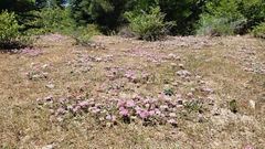 Calyptridium monospermum