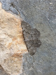 Dicrognophos sartata