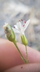 Eremogone cliftonii