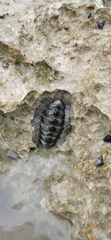 Acanthopleura