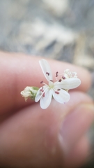 Eremogone cliftonii