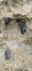Acanthopleura