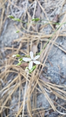 Eremogone cliftonii