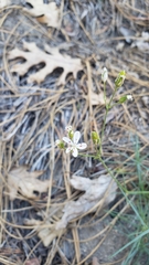 Eremogone cliftonii