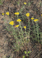 Achillea micrantha
