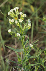 Anchusa ochroleuca