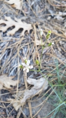 Eremogone cliftonii