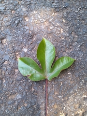 Jatropha gossypiifolia image