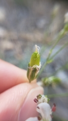 Eremogone cliftonii