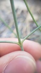 Eremogone cliftonii