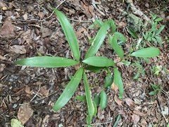 Zamia prasina