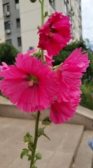 Alcea rosea
