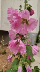 Alcea rosea