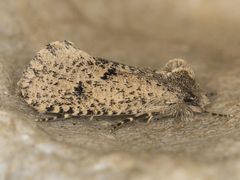 Acrolophus kearfotti