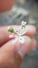 Eremogone cliftonii