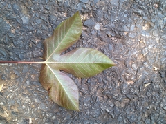 Jatropha gossypiifolia image