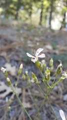 Eremogone cliftonii