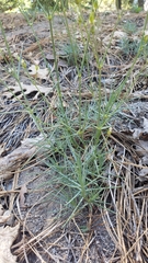 Eremogone cliftonii