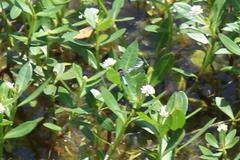 Erythrodiplax minuscula