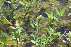 Erythrodiplax minuscula