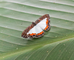 Nymphidium trinidadi