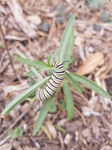 photo of Monarch (Danaus plexippus)