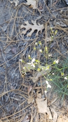 Eremogone cliftonii