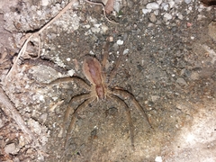 Cupiennius salei