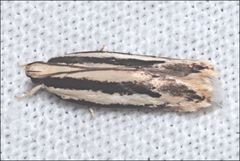 Ardozyga chionoprora