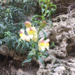 Antirrhinum siculum