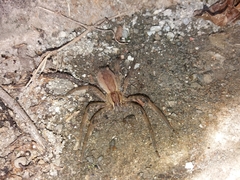 Cupiennius salei