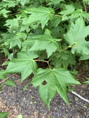 Acer circinatum