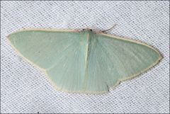 Chlorocoma assimilis