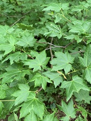 Acer circinatum
