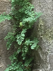 Adiantum capillus-veneris