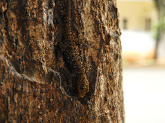 Cnemaspis mysoriensis