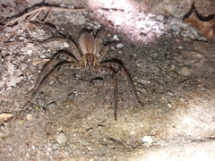 Cupiennius salei