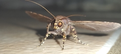 Massala abdara